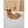 Image 4 : Alaskan Red Fox Full Body Taxidermy Mount