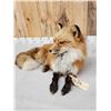Image 5 : Alaskan Red Fox Full Body Taxidermy Mount
