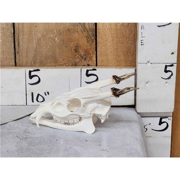 Asian Muntjac Skull Taxidermy