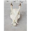 Image 3 : Asian Muntjac Skull Taxidermy