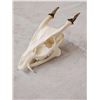 Image 4 : Asian Muntjac Skull Taxidermy