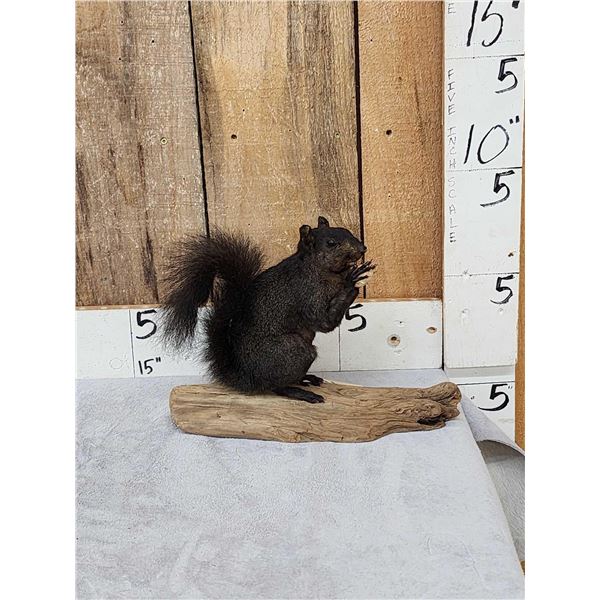 Black Squirrel Full Body Taxidermy Mount