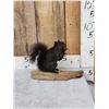 Image 1 : Black Squirrel Full Body Taxidermy Mount