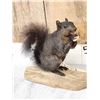Image 2 : Black Squirrel Full Body Taxidermy Mount