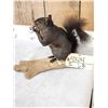 Image 3 : Black Squirrel Full Body Taxidermy Mount