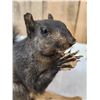 Image 4 : Black Squirrel Full Body Taxidermy Mount