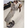 Image 10 : Alaskan Lynx Catching A Pine Marten Full Body Taxidermy Mount