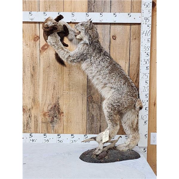 Alaskan Lynx Catching A Pine Marten Full Body Taxidermy Mount