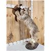 Image 4 : Alaskan Lynx Catching A Pine Marten Full Body Taxidermy Mount