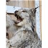 Image 5 : Alaskan Lynx Catching A Pine Marten Full Body Taxidermy Mount