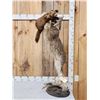 Image 6 : Alaskan Lynx Catching A Pine Marten Full Body Taxidermy Mount