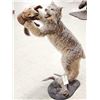 Image 7 : Alaskan Lynx Catching A Pine Marten Full Body Taxidermy Mount