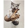 Image 8 : Alaskan Lynx Catching A Pine Marten Full Body Taxidermy Mount