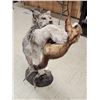 Image 9 : Alaskan Lynx Catching A Pine Marten Full Body Taxidermy Mount