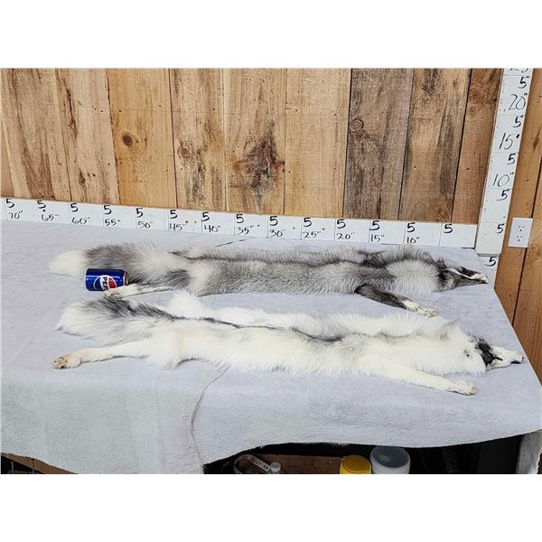 2 Gorgeous Ranch Fox Soft Tanned Furs Taxidermy
