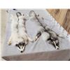 Image 5 : 2 Gorgeous Ranch Fox Soft Tanned Furs Taxidermy