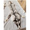 Image 7 : 2 Gorgeous Ranch Fox Soft Tanned Furs Taxidermy