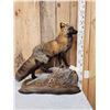 Image 1 : Cross Fox Full Body Taxidermy Mount