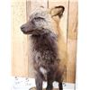 Image 3 : Cross Fox Full Body Taxidermy Mount