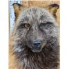 Image 4 : Cross Fox Full Body Taxidermy Mount