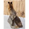 Image 6 : Cross Fox Full Body Taxidermy Mount