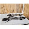 Image 1 : 2 Gorgeous Ranch Fox Soft Tanned Furs Taxidermy