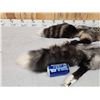 Image 3 : 2 Gorgeous Ranch Fox Soft Tanned Furs Taxidermy