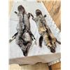 Image 4 : 2 Gorgeous Ranch Fox Soft Tanned Furs Taxidermy
