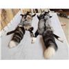 Image 5 : 2 Gorgeous Ranch Fox Soft Tanned Furs Taxidermy