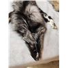 Image 6 : 2 Gorgeous Ranch Fox Soft Tanned Furs Taxidermy