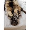 Image 7 : 2 Gorgeous Ranch Fox Soft Tanned Furs Taxidermy