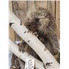 Image 3 : Porcupine Full Body Taxidermy Mount