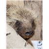 Image 5 : Porcupine Full Body Taxidermy Mount