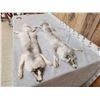 Image 1 : 2 Ranch Fox Soft Tanned Furs Taxidermy