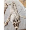 Image 3 : 2 Ranch Fox Soft Tanned Furs Taxidermy