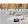 Image 5 : 2 Ranch Fox Soft Tanned Furs Taxidermy
