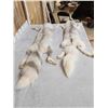 Image 6 : 2 Ranch Fox Soft Tanned Furs Taxidermy