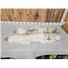 Image 7 : 2 Ranch Fox Soft Tanned Furs Taxidermy