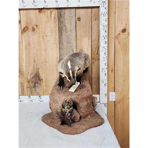Badger Hunting Prairie Dogs Full Body Taxidermy Mount