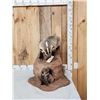 Image 1 : Badger Hunting Prairie Dogs Full Body Taxidermy Mount