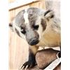 Image 2 : Badger Hunting Prairie Dogs Full Body Taxidermy Mount