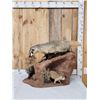 Image 3 : Badger Hunting Prairie Dogs Full Body Taxidermy Mount