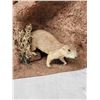 Image 4 : Badger Hunting Prairie Dogs Full Body Taxidermy Mount