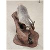 Image 6 : Badger Hunting Prairie Dogs Full Body Taxidermy Mount