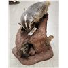 Image 9 : Badger Hunting Prairie Dogs Full Body Taxidermy Mount