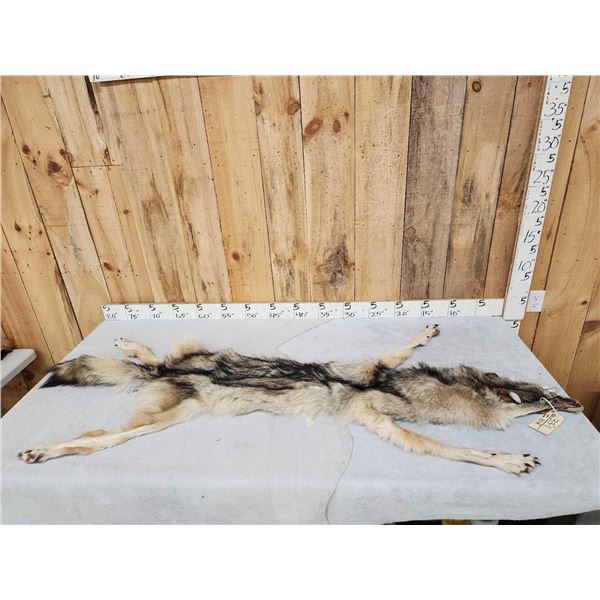 Big Alaskan Wolf Soft Tanned Fur Taxidermy