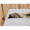 Image 2 : Big Alaskan Wolf Soft Tanned Fur Taxidermy