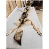 Image 3 : Big Alaskan Wolf Soft Tanned Fur Taxidermy