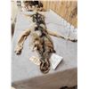Image 6 : Big Alaskan Wolf Soft Tanned Fur Taxidermy