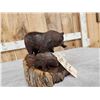 Image 6 : Hand Carved Grizzly Bear & Cubs